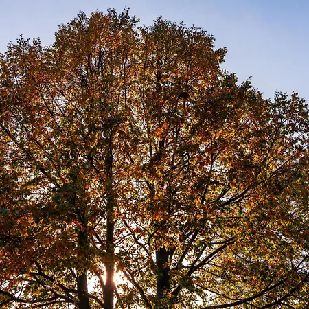 Forest View - Sauna & Nature Escape