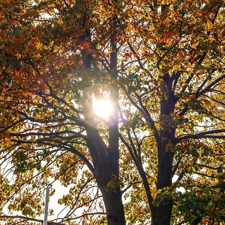 Apartment Forest View Retreat - Nature Escape