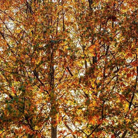 Apartment Forest View Retreat - Nature Escape
