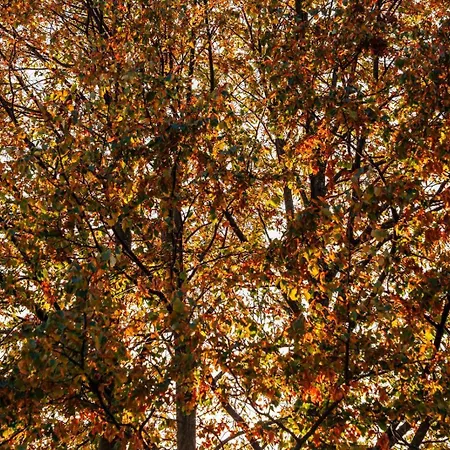 Apartment Forest View Retreat - Nature Escape *