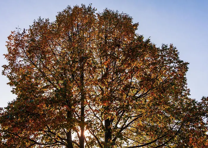 Forest View - Sauna & Nature Escape
